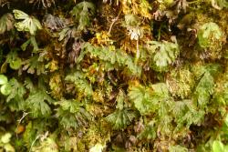 Hymenophyllum lyallii. Plants growing epiphytically on a tree fern trunk.  
 Image: L.R. Perrie © Leon Perrie 2011 CC BY-NC 3.0 NZ